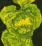 The-humble-but-beautiful-cabbage-1-72