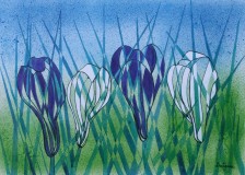 colour-crocuses-72