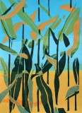 cornfield-72