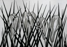 crocus-72